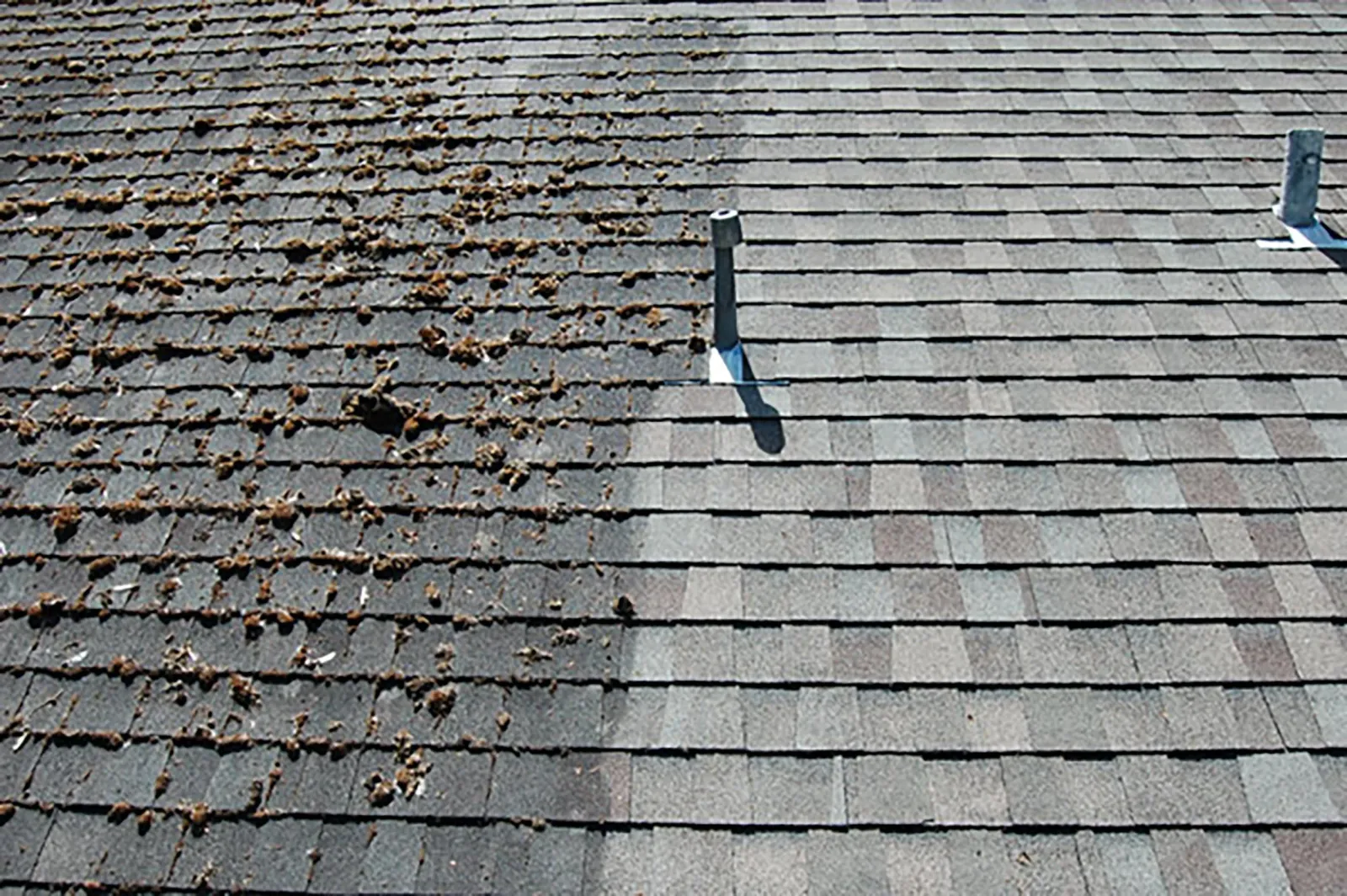 Asphalt shingle roof being cleaned of moss and algae